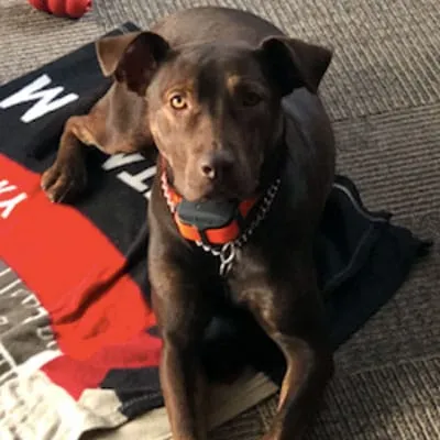 Charlie, the Impact Physio clinic dog